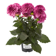 Dahlia 'Labella Grande' Mix Ø14 cm